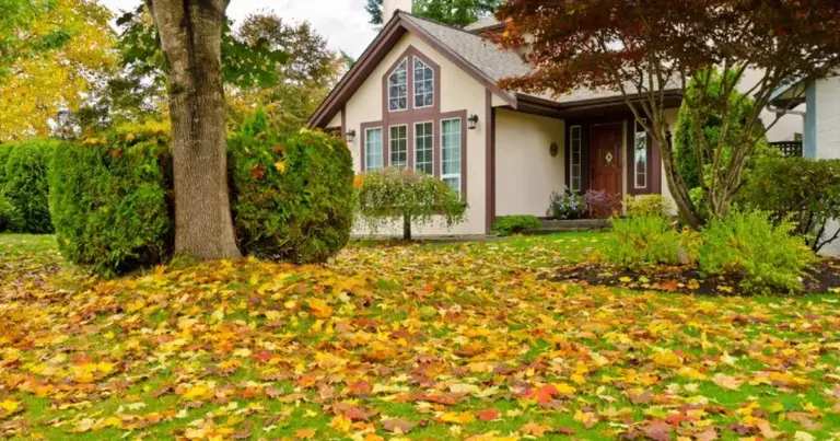 Fall Yard Maintenance Tips for the Homeowner